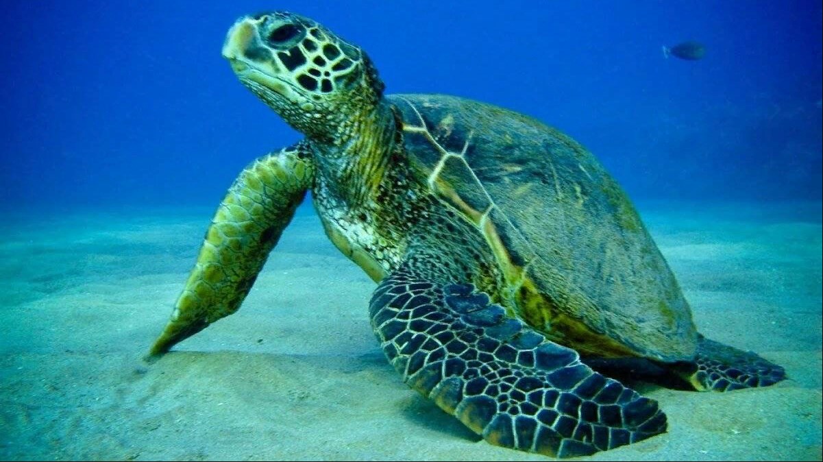 Морская зелёная черепаха: Морские черепахи очень похожи на сухопутных