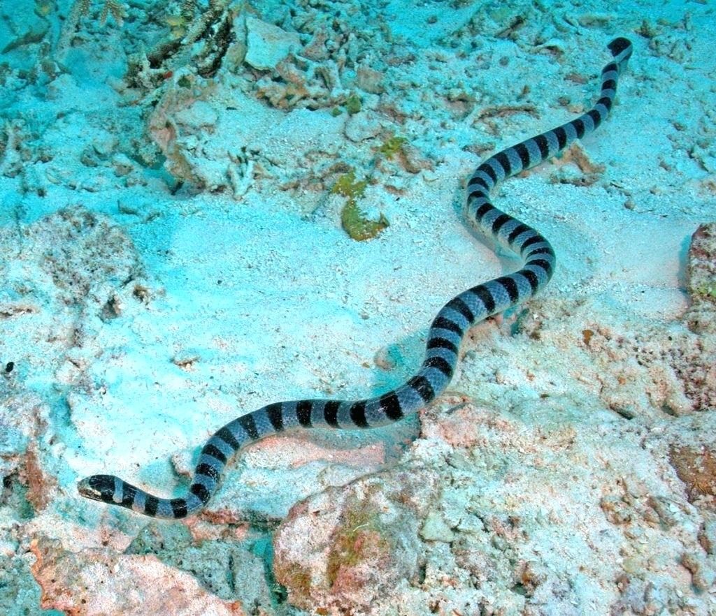 Морская змея: По внешнему виду эти существа больше похожи на угрей, чем на змей