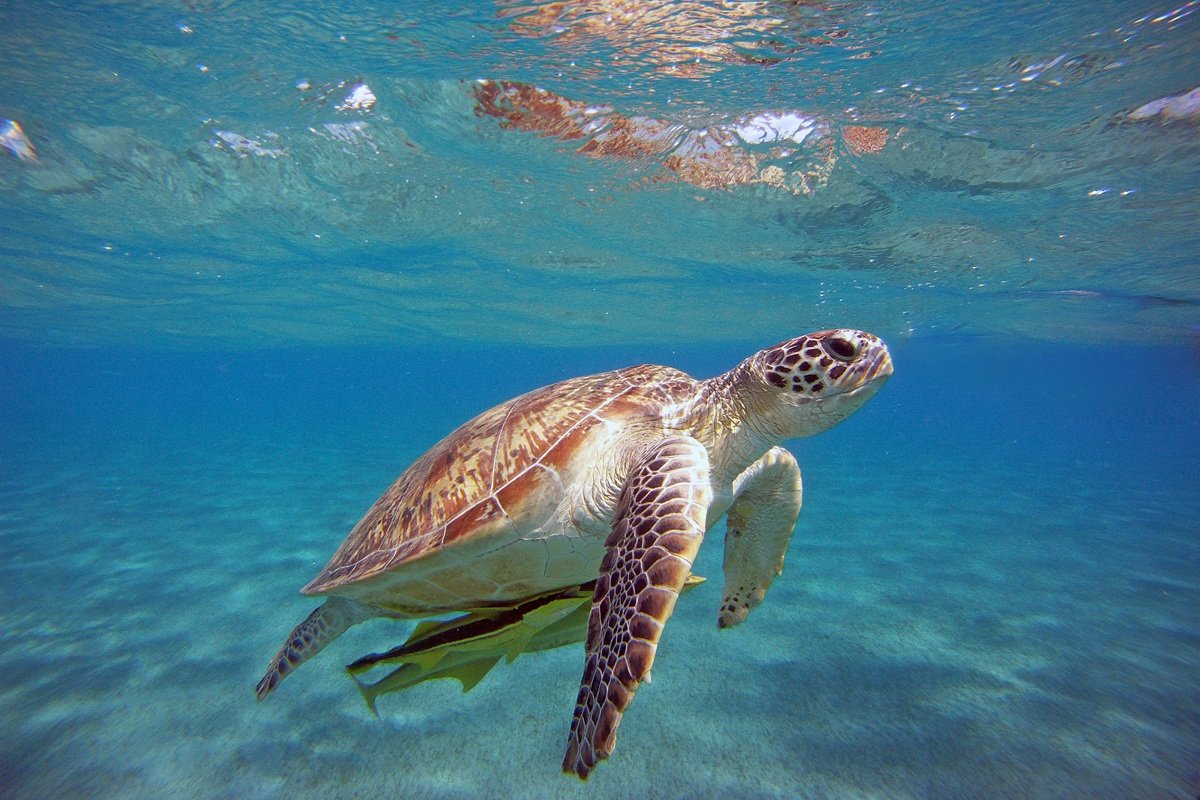 Морская черепаха — каретта, или бисса, очень похожа на зелёную черепаху, но уступает ей по величине
