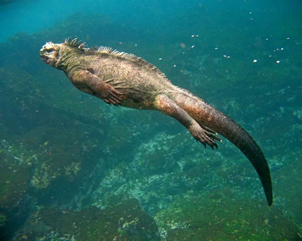 Морская ящерица плавает быстро и очень легко