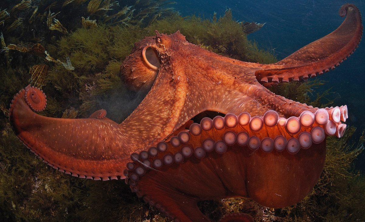 Осьминог Дофлейна: У всех осьминогов прекрасно развитые острые челюсти
