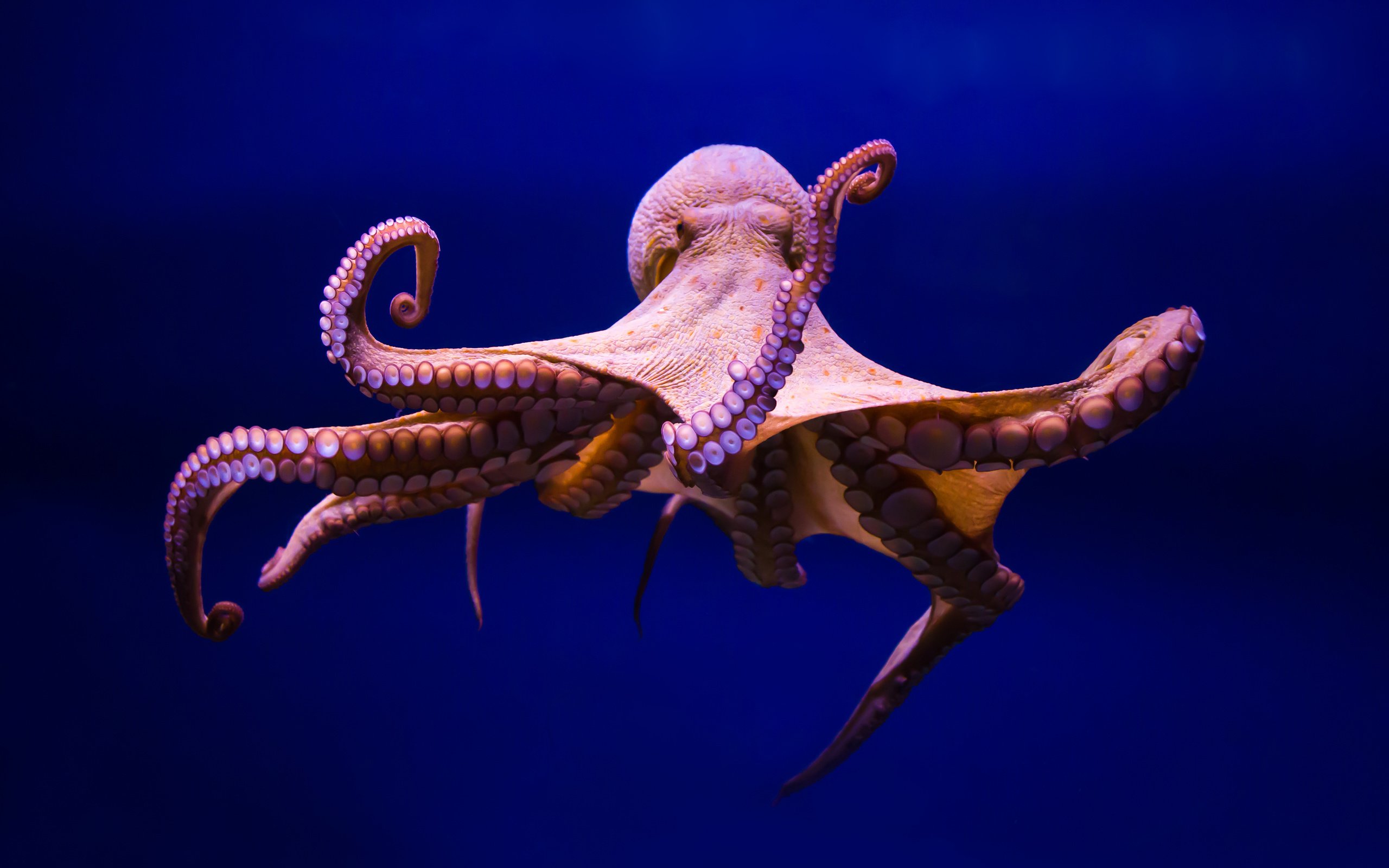Осьминоги — близкие родственники кальмаров