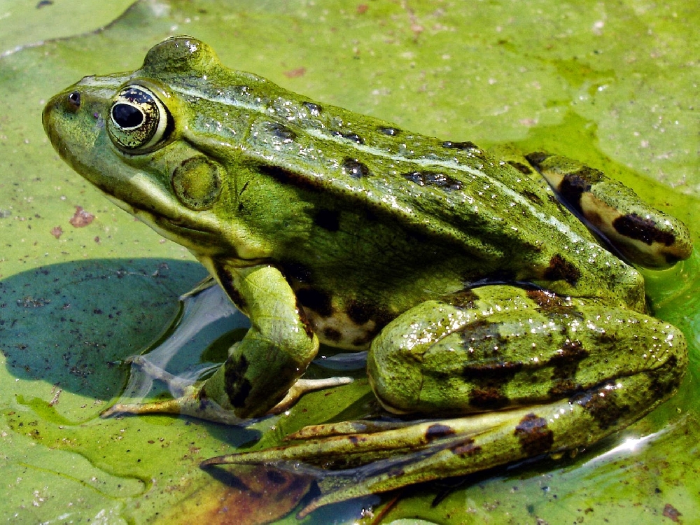  Зелёные лягушки предпочитают жить в озёрах, болотах.