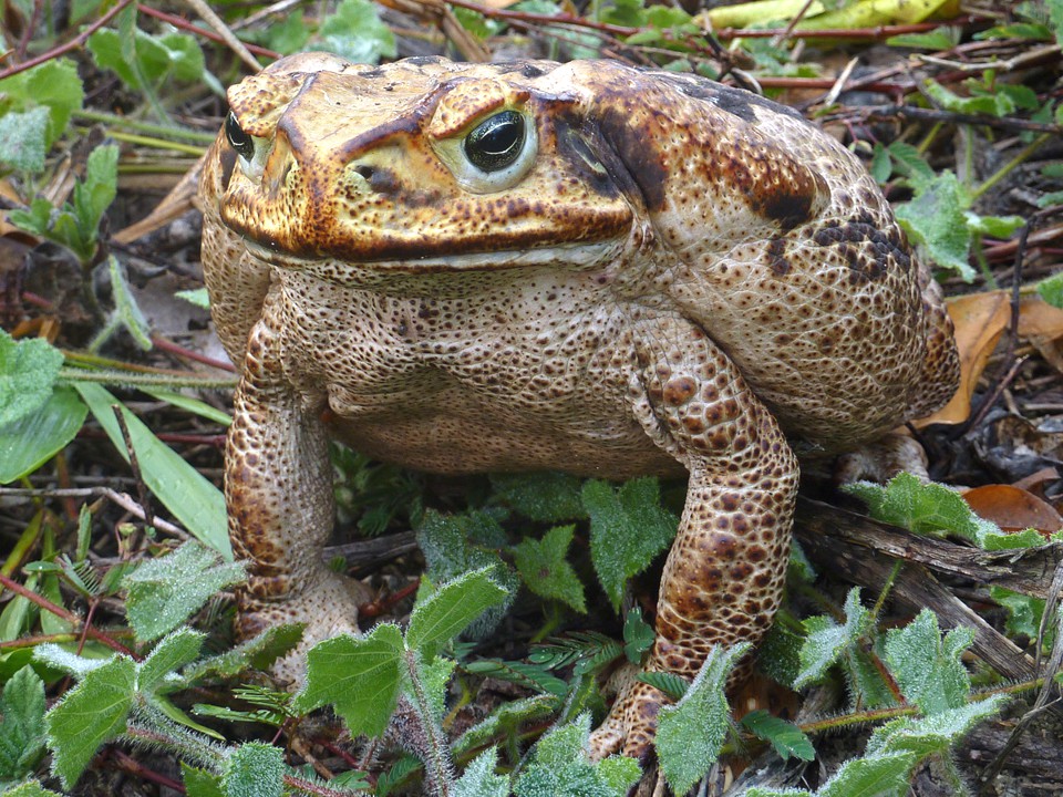 В Южной и Центральной Америке водится ядовитая жаба ага