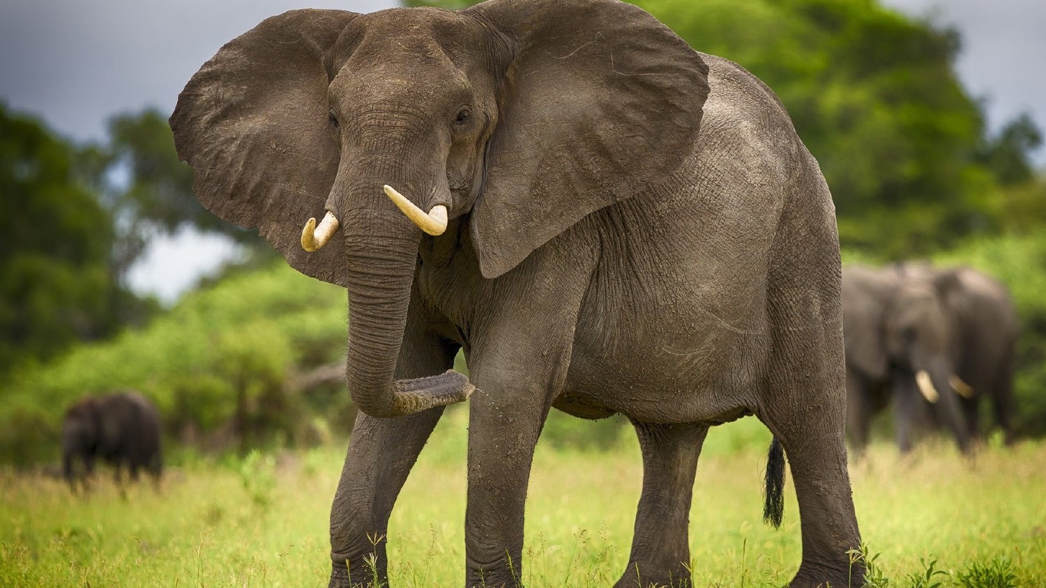 На нашей планете обитает два вида слонов: индийские и африканские
