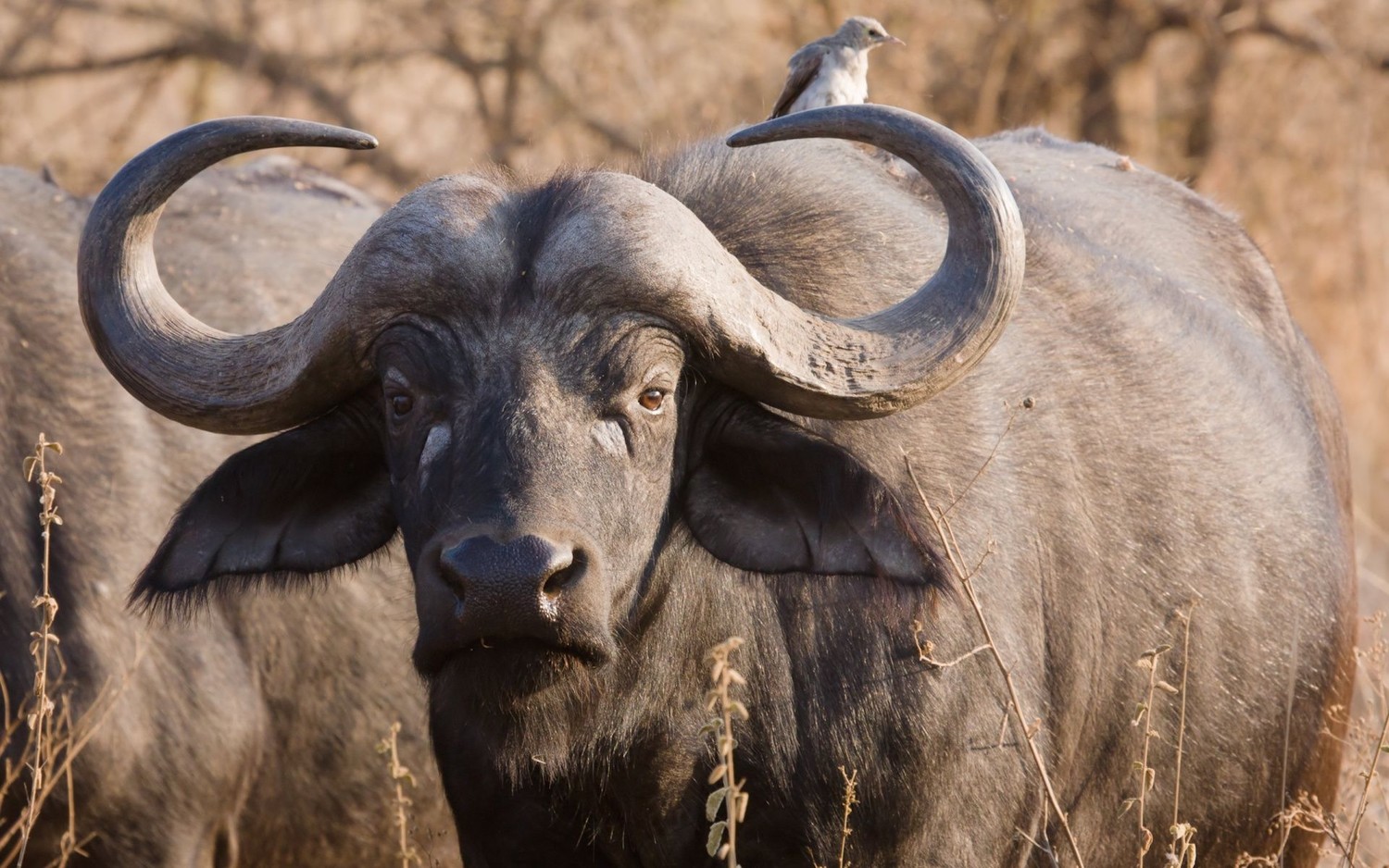 Африканские буйволы вообще не одомашнены