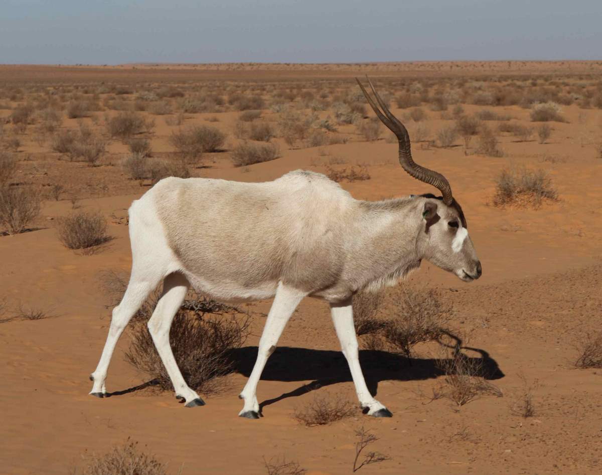 У обитателя пустыни Сахары — аддакса копыта очень широкие, чтобы не вязнуть в песке