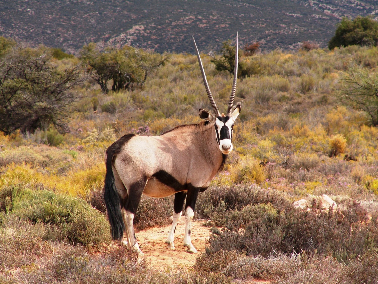 Антилопы-ориксы, лошадиная и чёрная антилопы иногда используют против хищников свои рога
