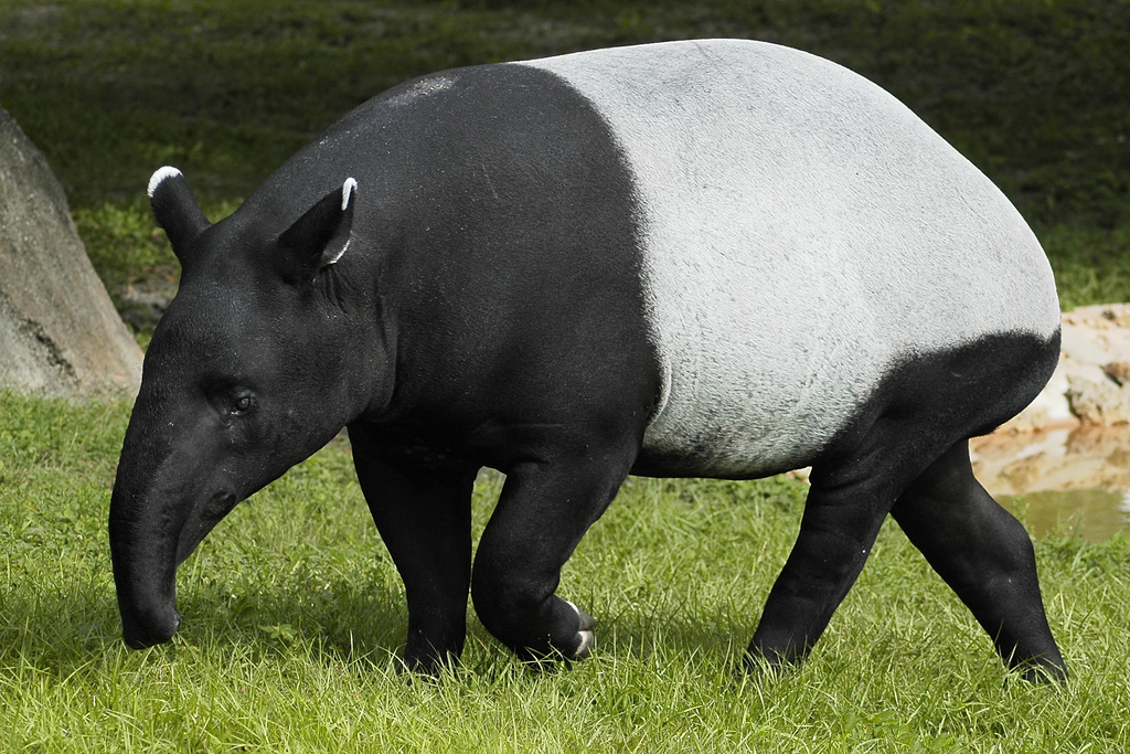 Азиатский тапир водится в Индокитае, а так же на островах Суматра и Борнео