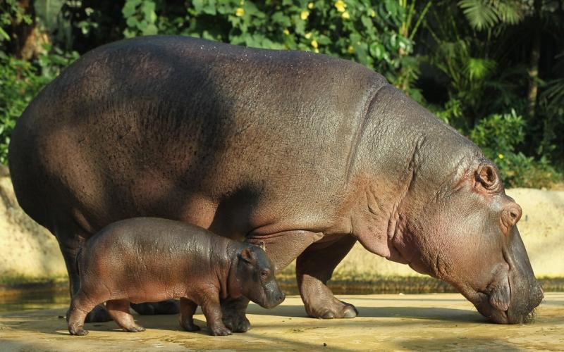 Самка бегемота вынашивает одного детёныша 8 месяцев