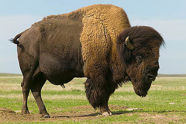 Род бизонов включает в себя два вида: европейского зубра и североамериканского бизона