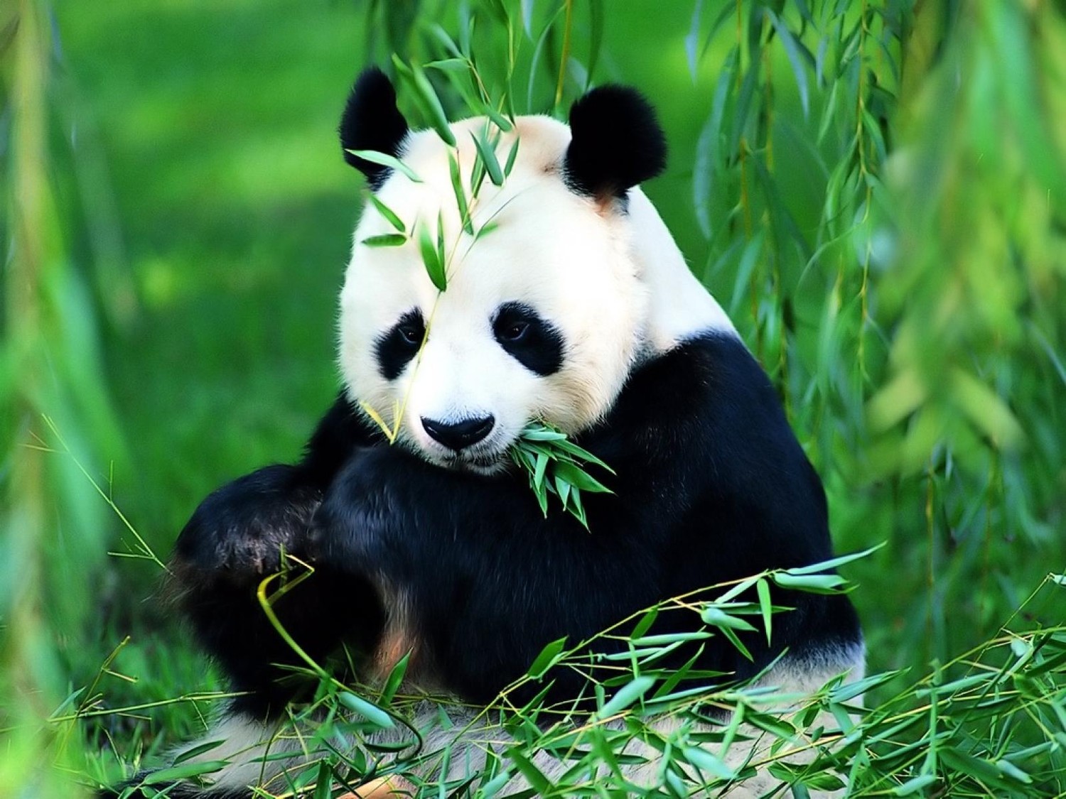 Живёт панда в непроходимых бамбуковых лесах