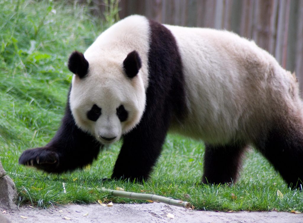 Большая панда скрывается от любопытных глаз в восточных Гималаях