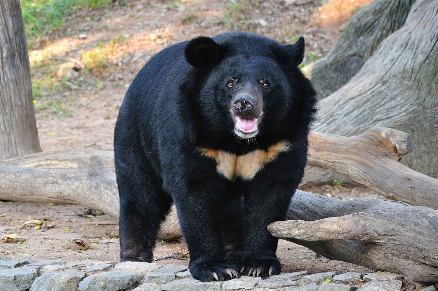 Большеухий азиатский чёрный медведь — лишь дальний родственник американского чёрного медведя