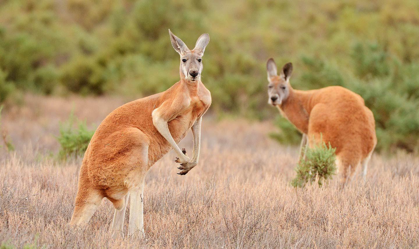 Большой рыжий кенгуру - обитатель Австралии