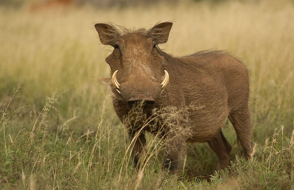 В саваннах Африки также обитает дикая свинья – бородавочник