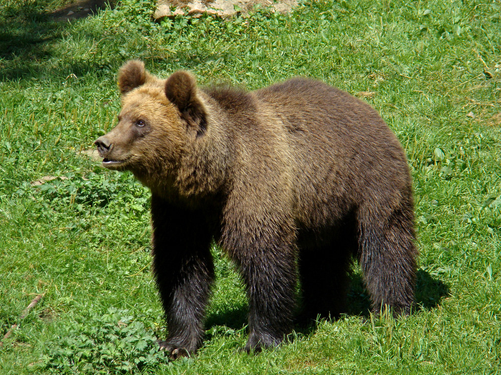 Самый распространённый медведь — бурый