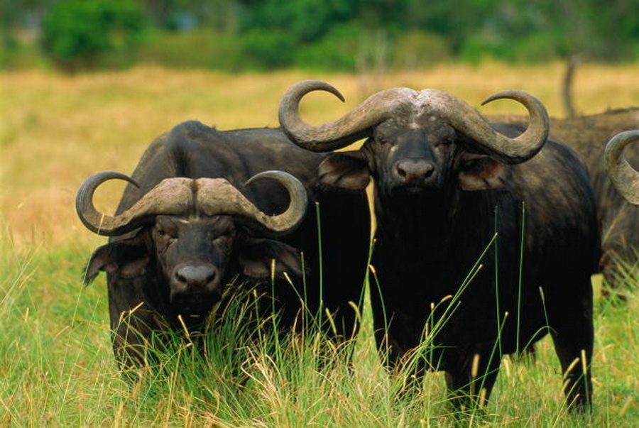 Живут африканские буйволы стадами