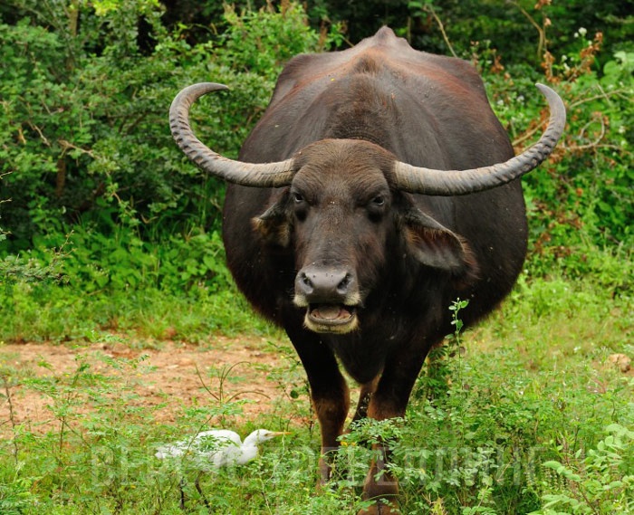 Индийские, или водяные буйволы, одомашнены