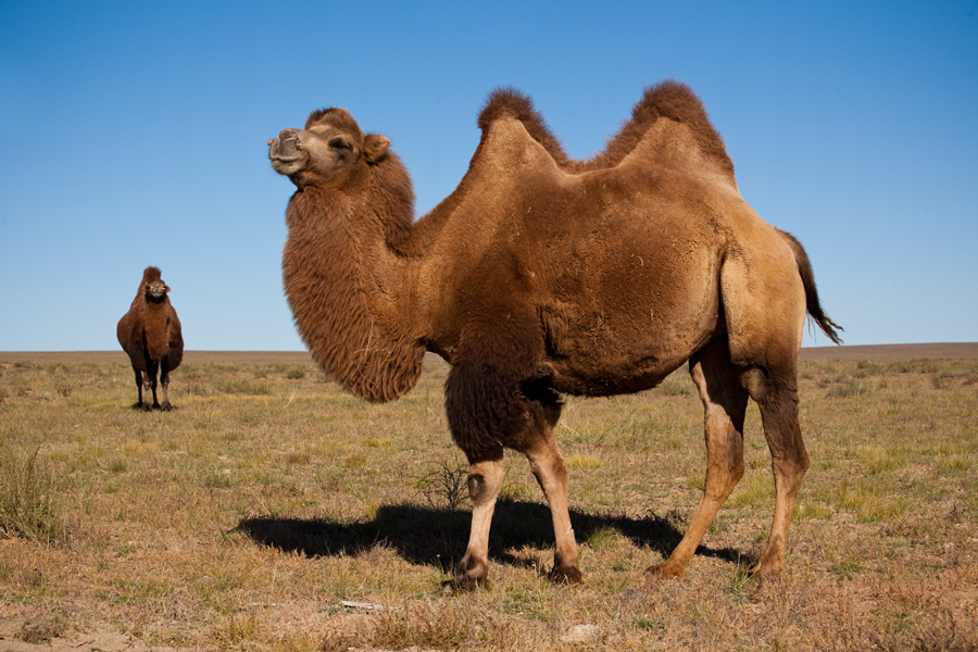 На земле существует 15 миллионов верблюдов и все они — крепкие и выносливые животные