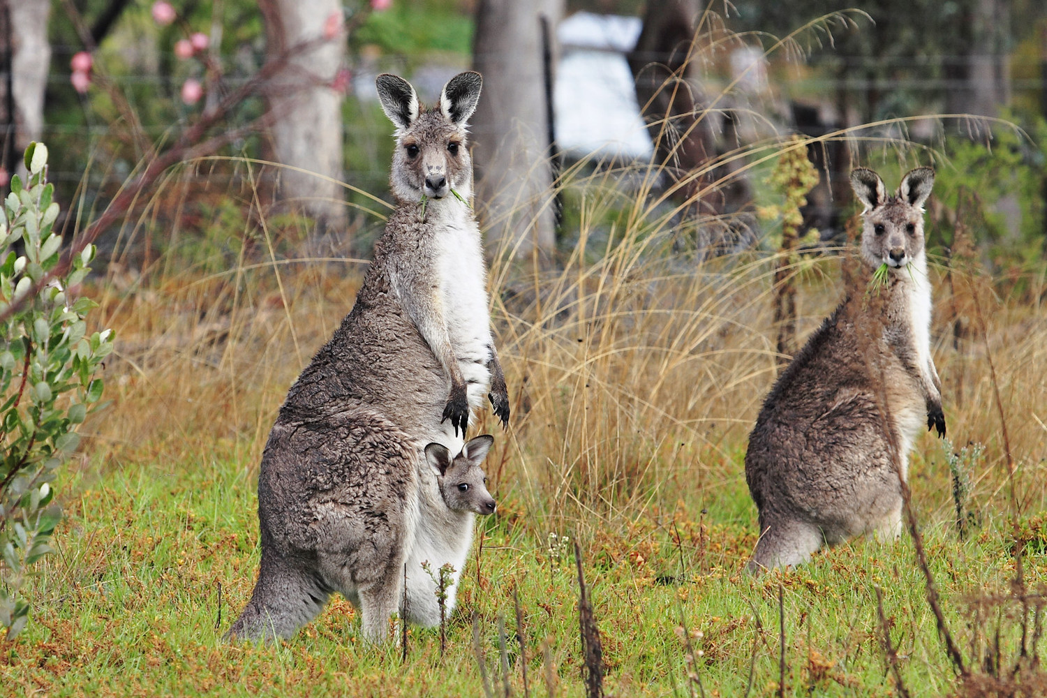 Всего в Австралии, а только там обитают эти животные, насчитывается около 50 видов кенгуру