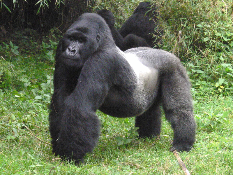 У гориллы тёмная шерсть, выступающее надбровье, длинные руки