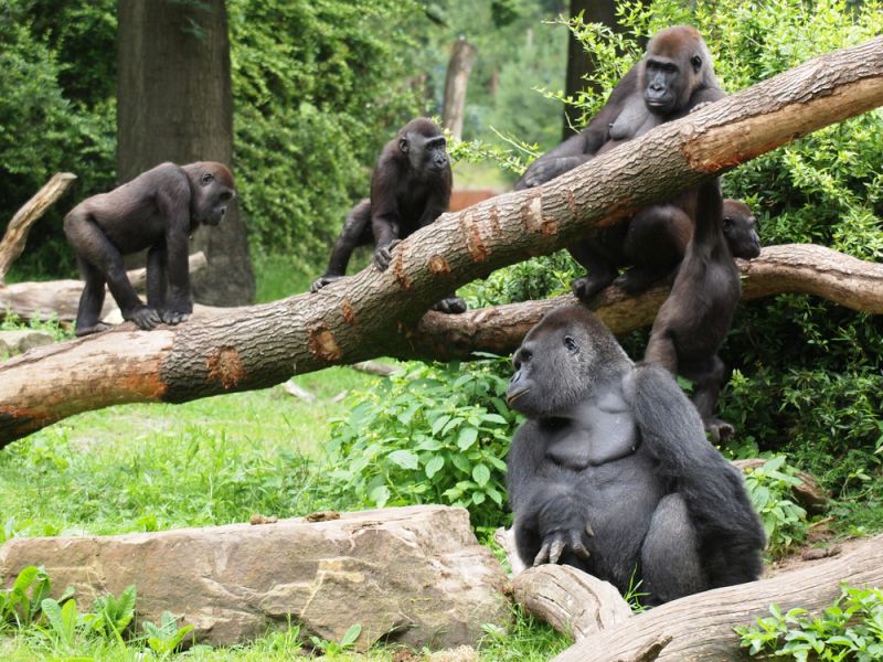 Живут гориллы только в тропических лесах Центральной Африки