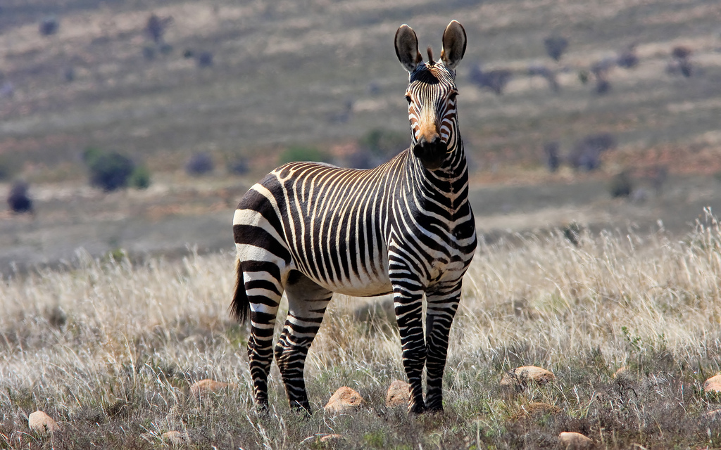 У горной зебры самки и молодые животные держатся вместе, а жеребцы живут отдельно на своей территории