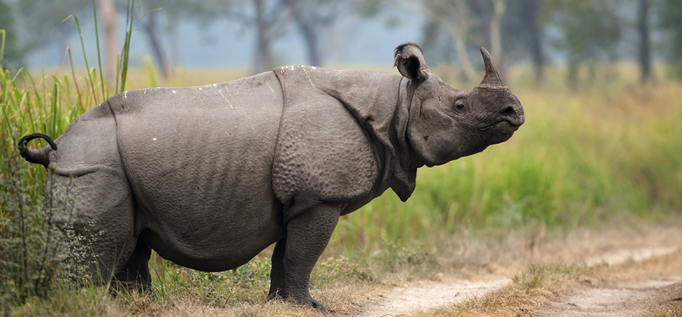 Индийских носорогов осталось всего несколько сотен