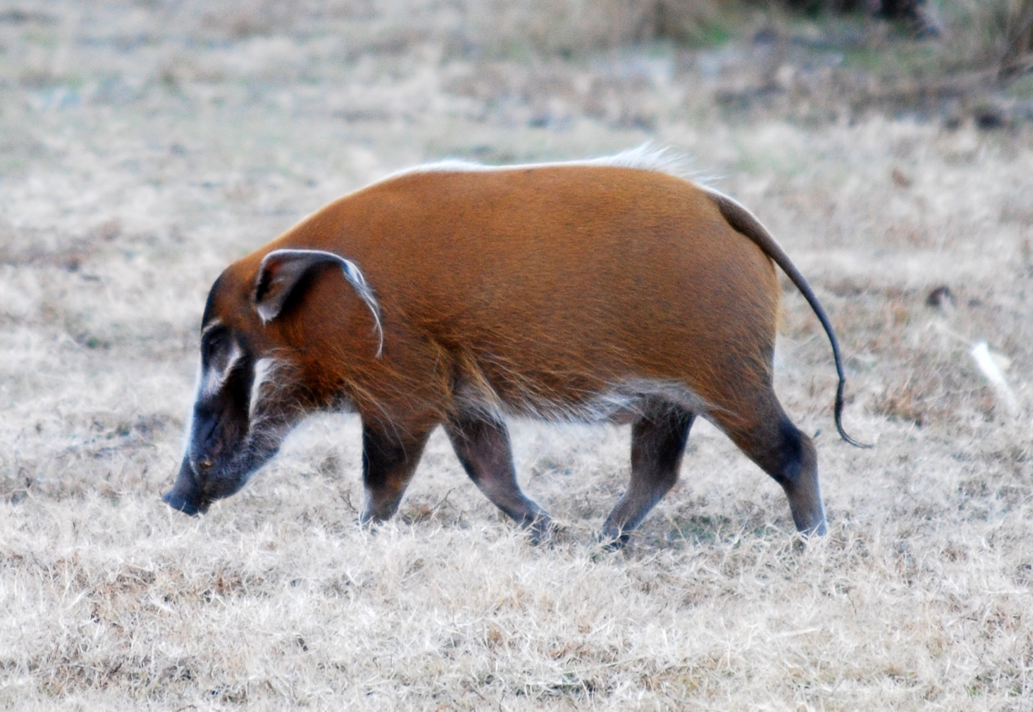 В тропиках Африки и острова Мадагаскар живёт кистеухая свинья