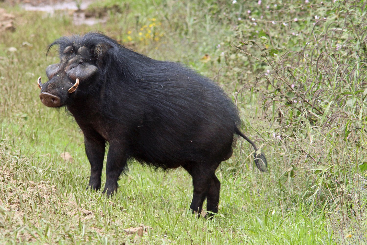 Самой крупной из живущих ныне свиней считается лесная свинья Центральной Африки
