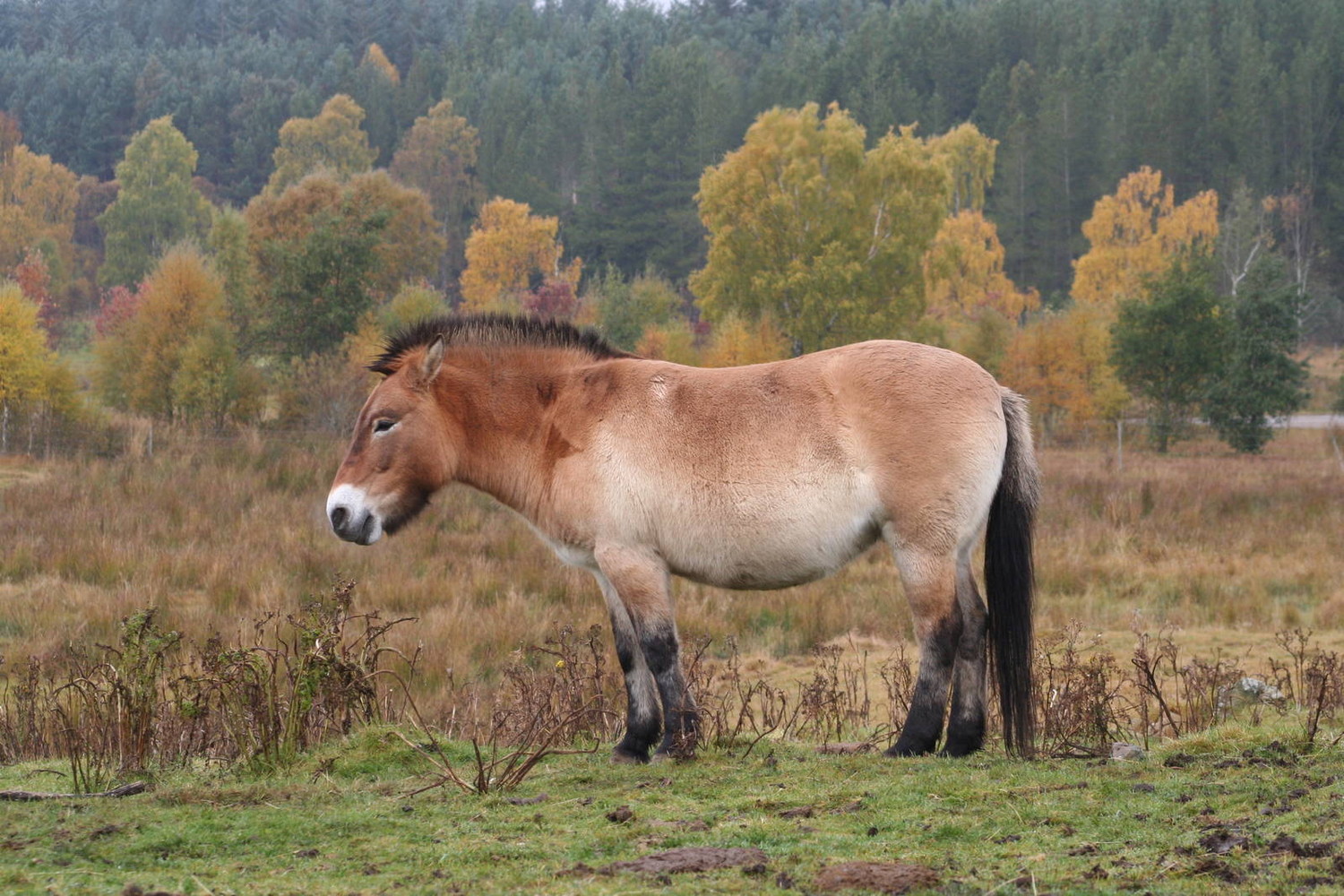 Сейчас остался только один вид диких лошадей - это лошади Пржевальского