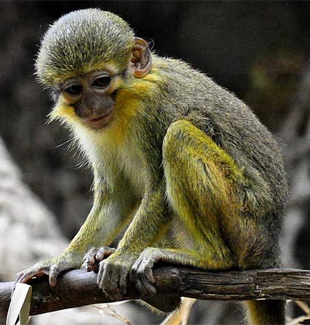 Карликовая мартышка талапойн выделяется среди обезьян своим удивительным образом жизни