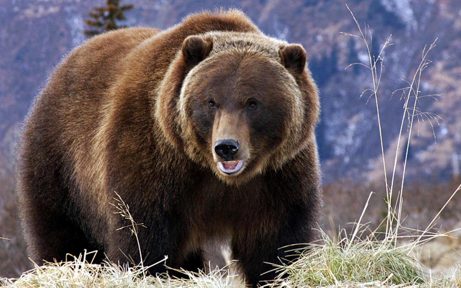 Гризли — один из самых опасных медведей