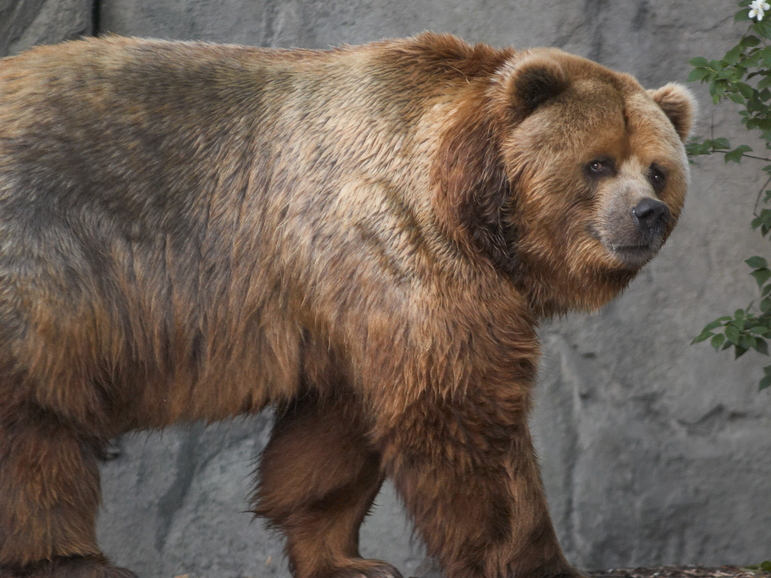 Самые крупные из бурых медведей — кадьяки