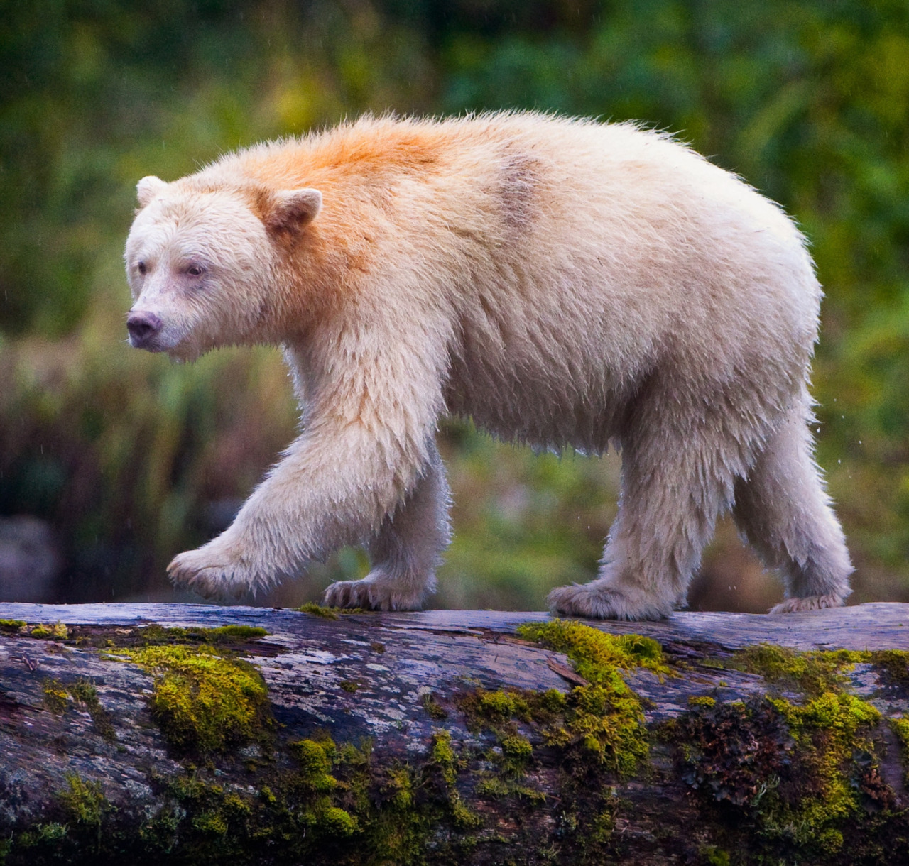 А обитающий у берегов Британской Колумбии медведь кермод часто бывает белоснежным