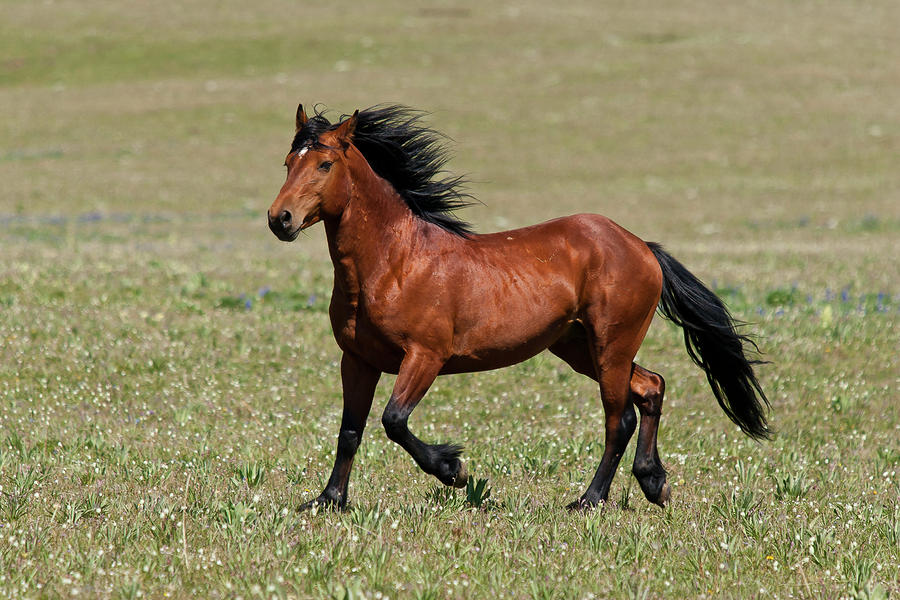 Мустанг - дикая лошадь