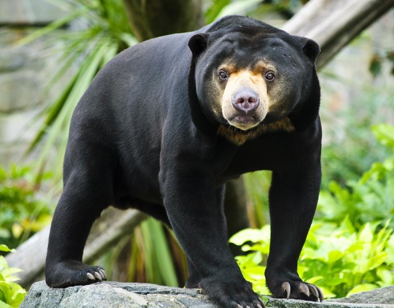Один из самых маленьких и забавных медведей — нособрюхий малайский медведь