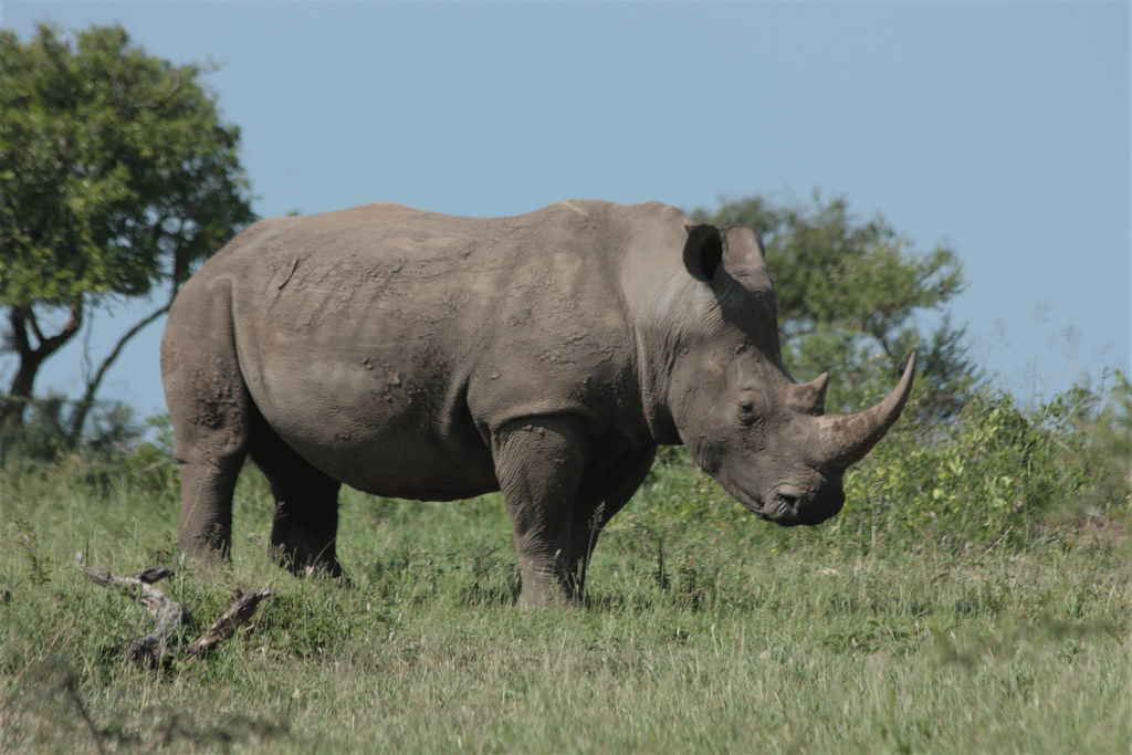 В нормальных условиях носорог живёт около сорока лет