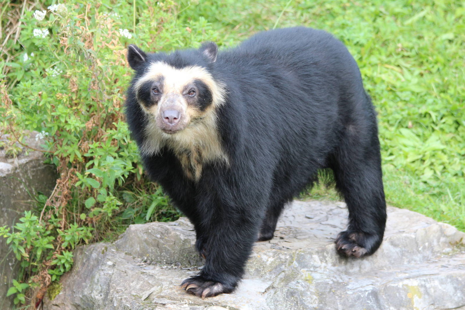 Очковый медведь, получивший это название за жёлтые круги вокруг глаз, остался только в высокогорных лесах