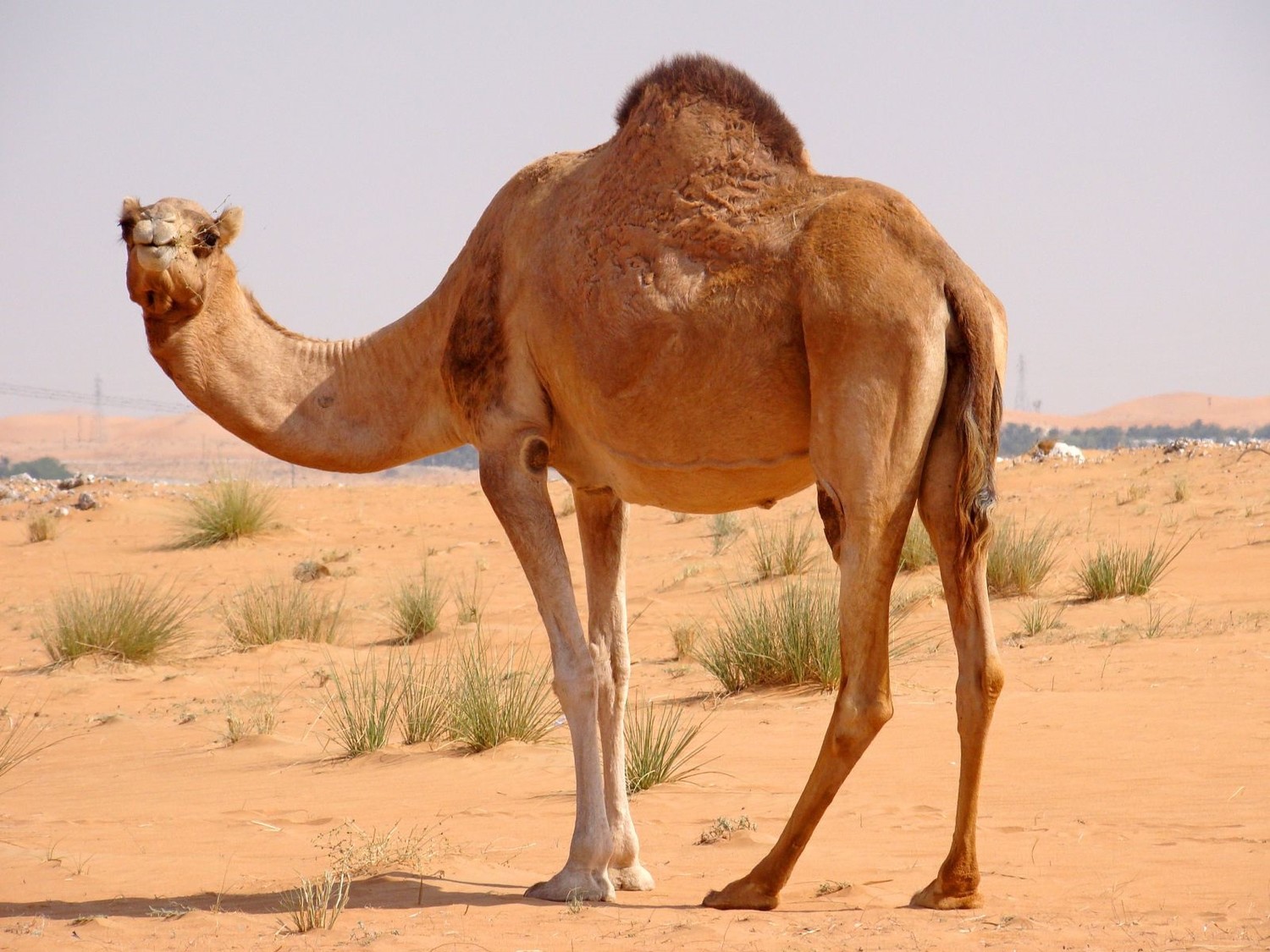 У верблюда много приспособлений, чтобы жить в пустыне