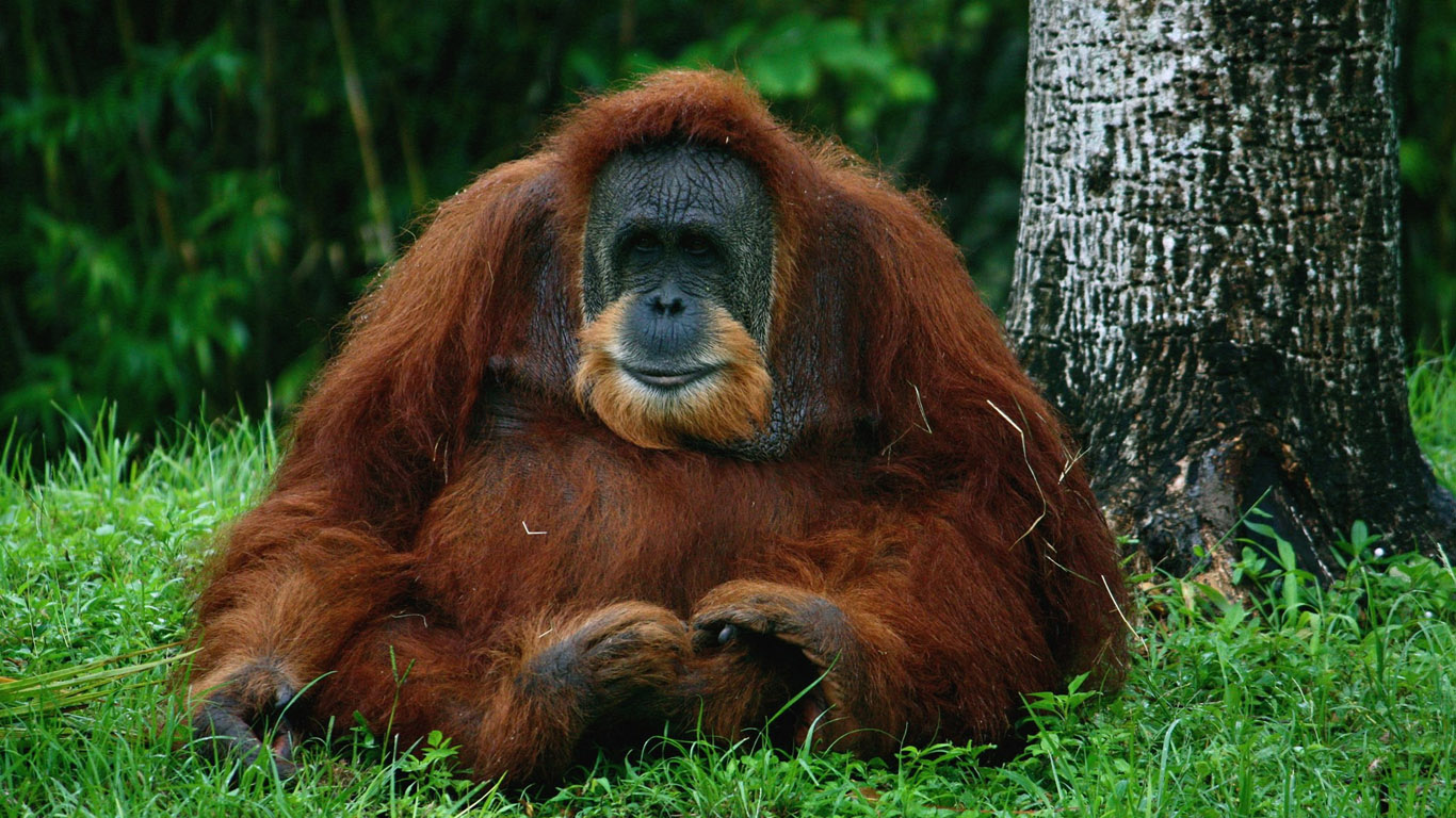 Орангутаны – один из двух азиатских родов человекообразных обезьян