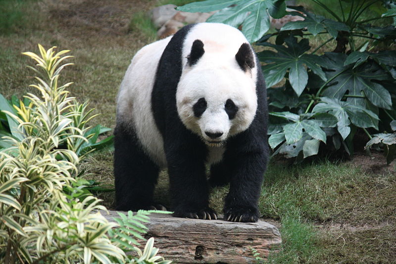 Панда очень любит молодые побеги бамбука