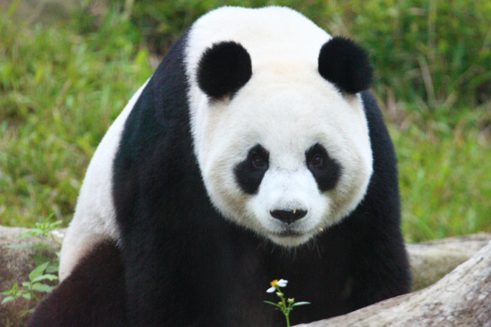 Большая панда живёт в Гималаях