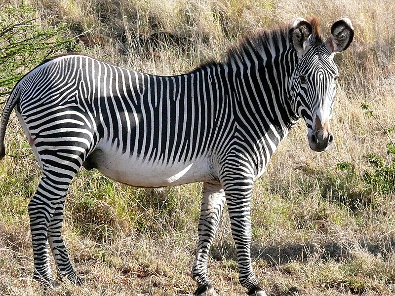 Пустынная зебра - обитатель Африки