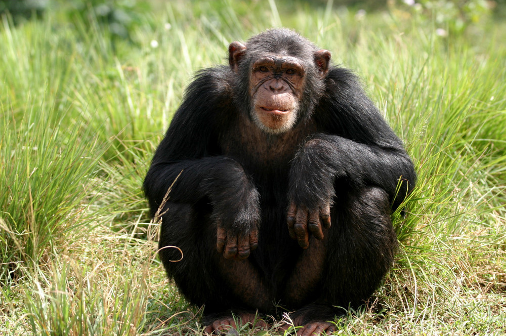 Шимпанзе обитают в тропических лесах Африки, а также прилегающих к ним районах