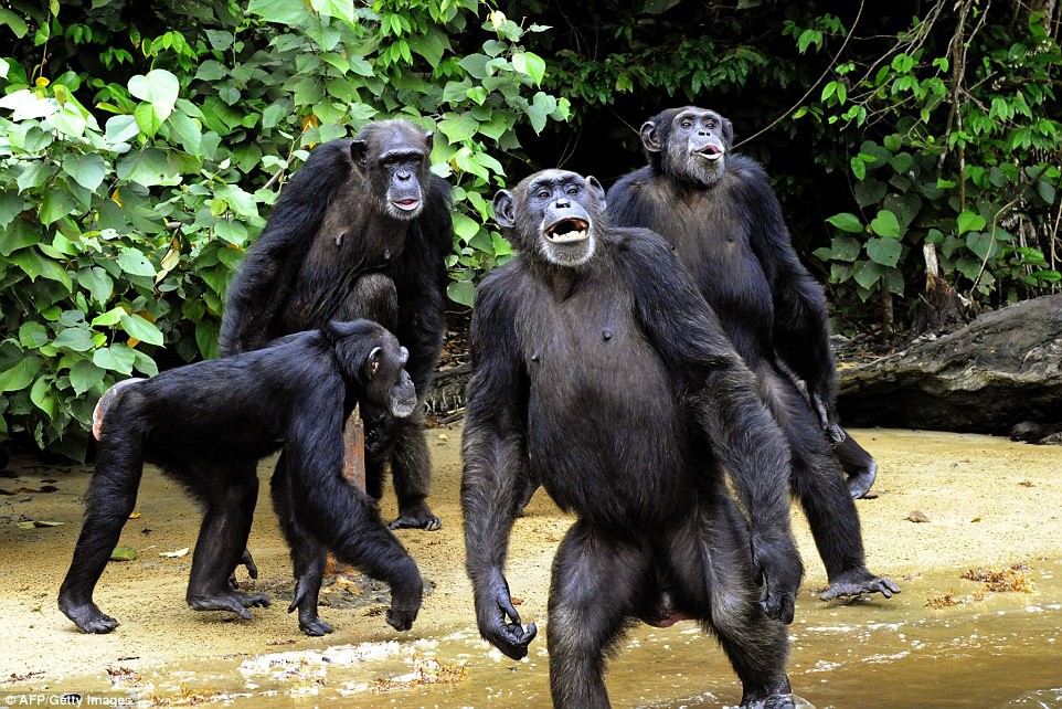 Шимпанзе живут сообществами