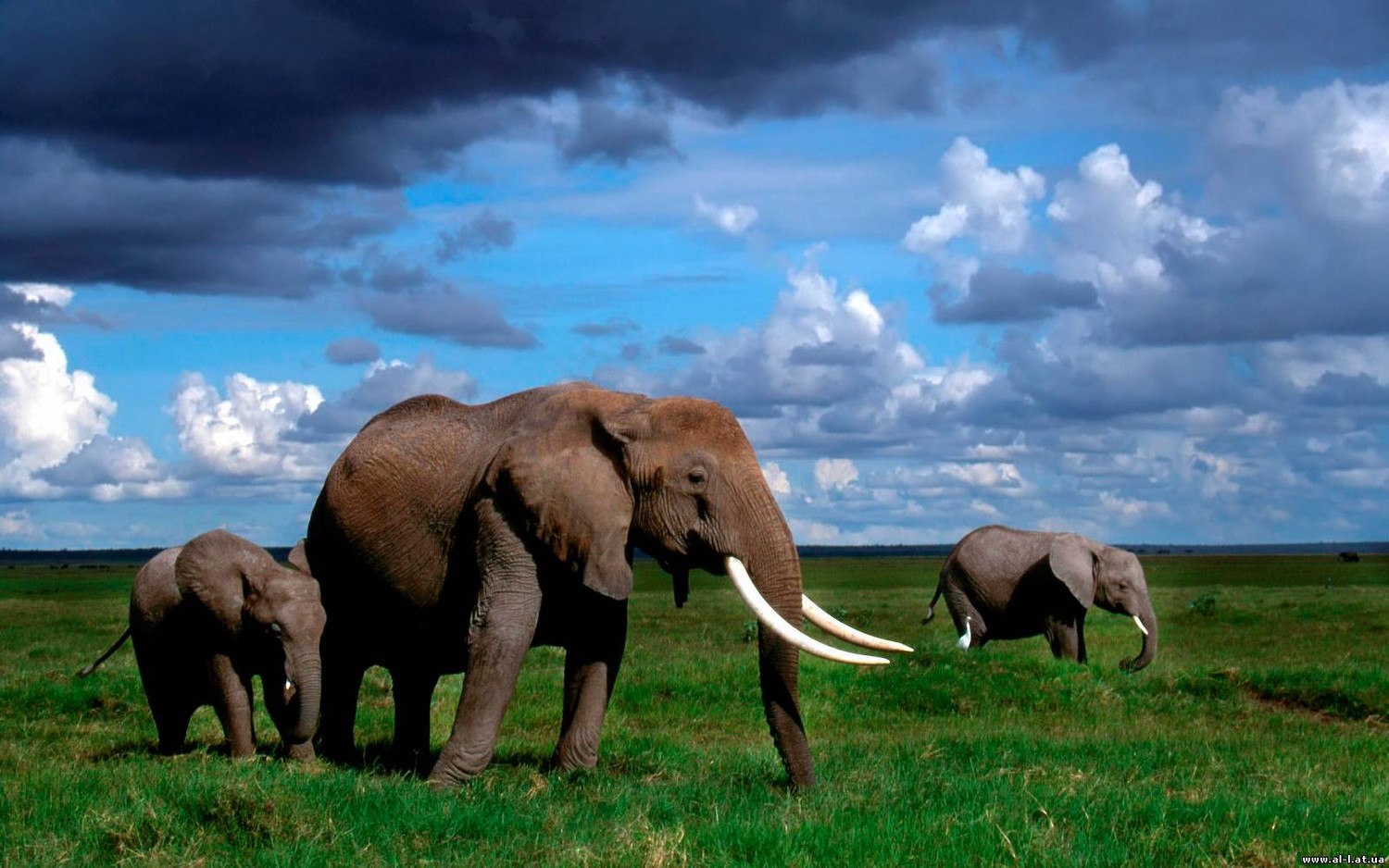 Живут слоны 60-70 лет