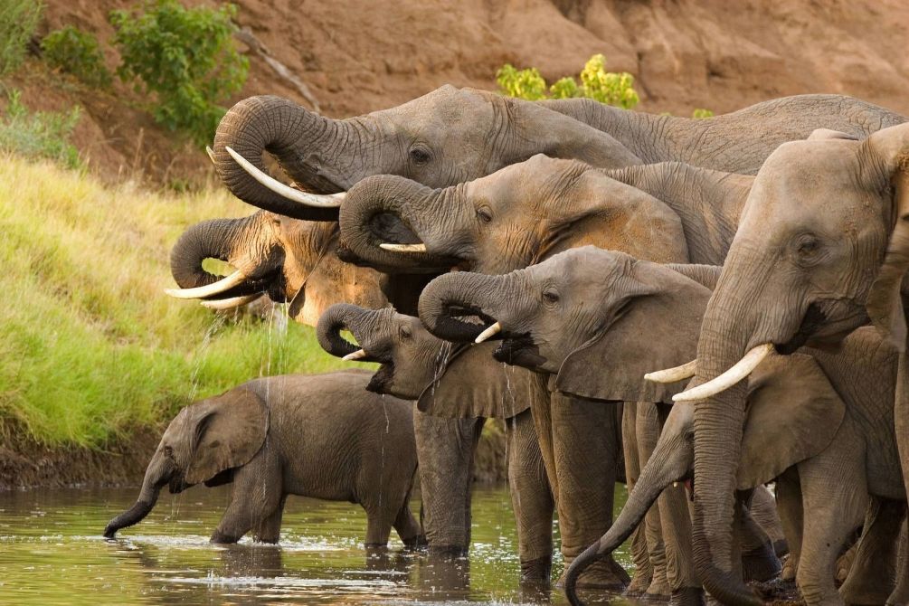 Слоны как индийские, так и африканские очень сильные животные