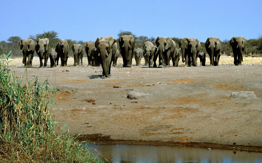 Слон при необходимости может бежать со скоростью 30-40 км в час